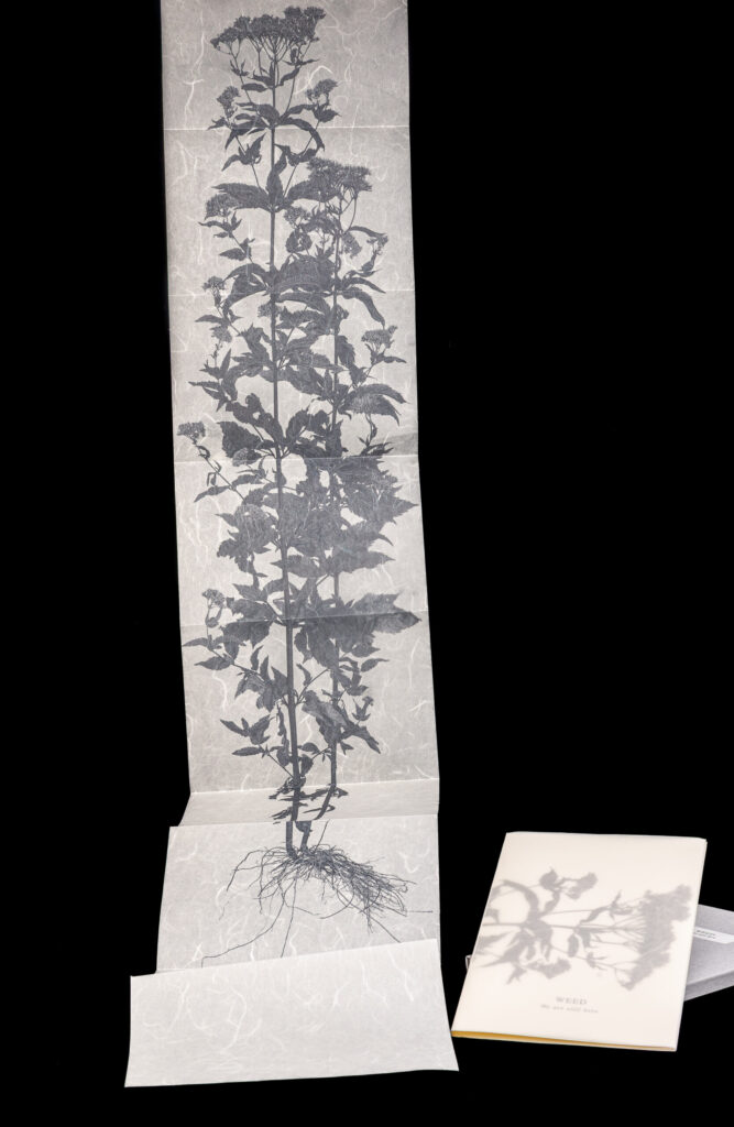 Motoko Tachikawa- 2025